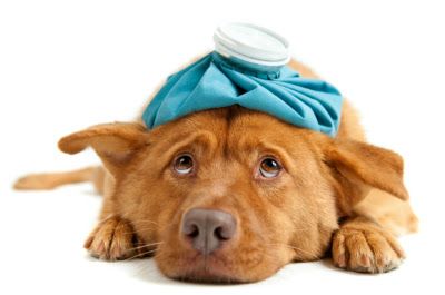 Cách nhận biết chó bị bệnh
