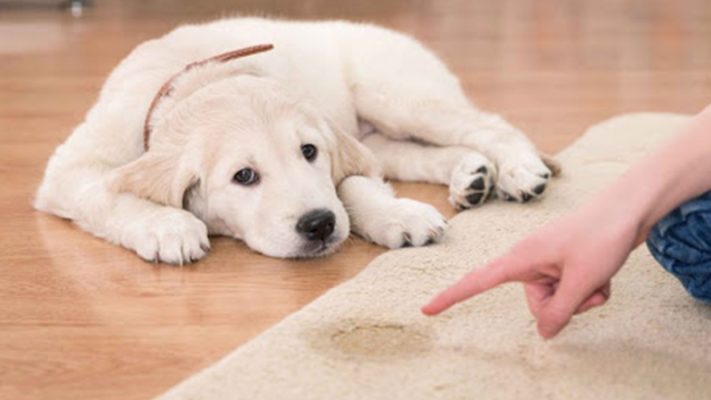 Cách huấn luyện chó đi vệ sinh