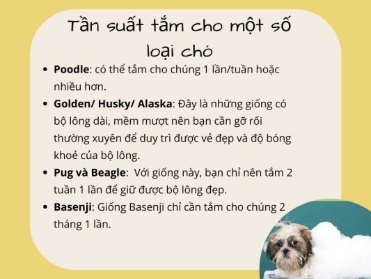 khi nào không nên tắm cho chó 