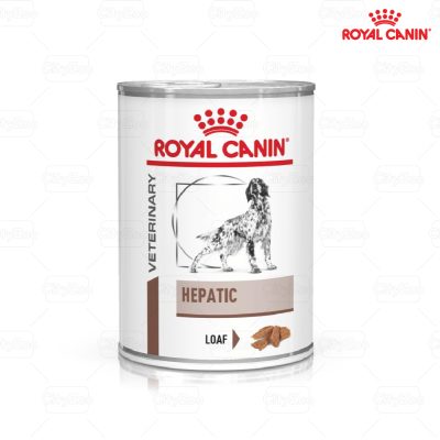 Cách chăm sóc chó bị bệnh