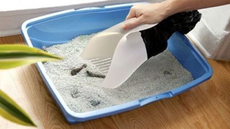 cát vệ sinh cho chó