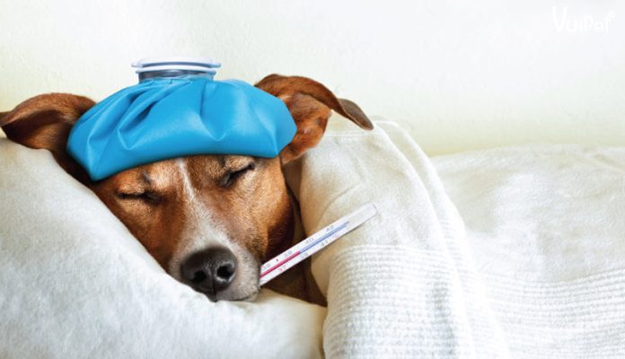 Cách nhận biết chó bị bệnh