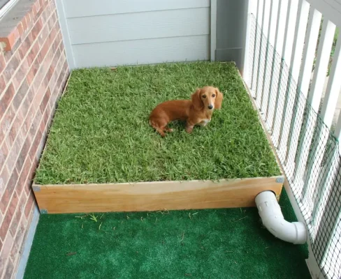 Cách huấn luyện chó đi vệ sinh