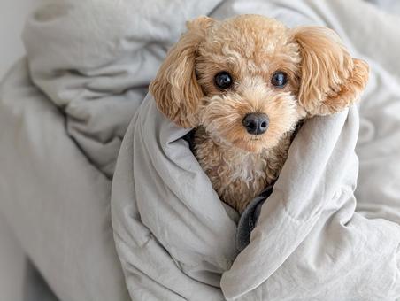 chó mới tắm