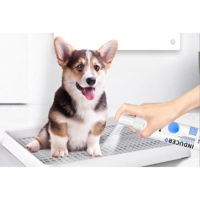 Cách huấn luyện chó đi vệ sinh
