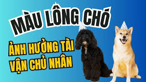màu lông chó có ảnh hưởng gì