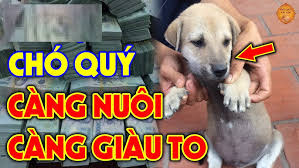 chó quý càng nuôi càng giàu to
