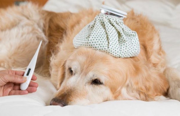 Cách nhận biết chó bị bệnh