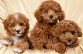 chia sẻ kinh nghiệm nuôi chó poodle