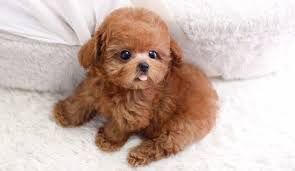 giới thiệu chó poodle