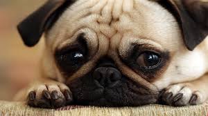 Chó Pug